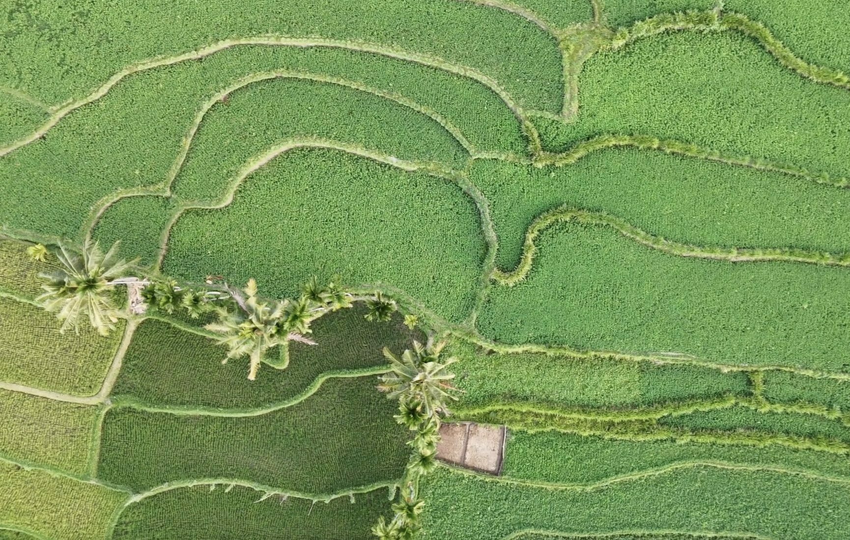 Rizières en terrasses à Tetebatu - Lombok, palmiers et montagnes en arrière-plan sous une lumière tropicale.